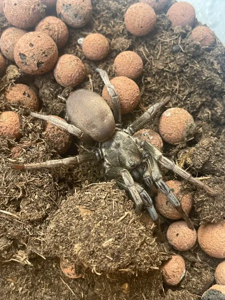 21253 calisoga longitarsus appearance