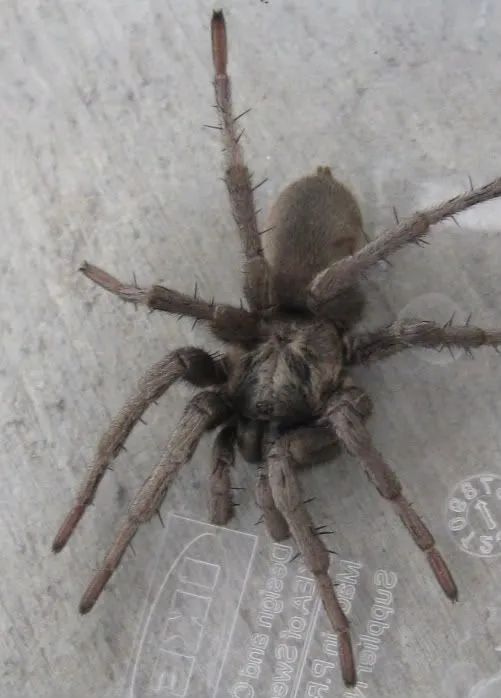 21253 calisoga longitarsus behavior