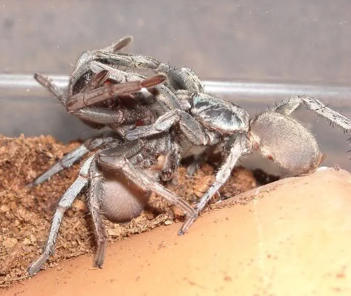 21253 calisoga longitarsus burrow