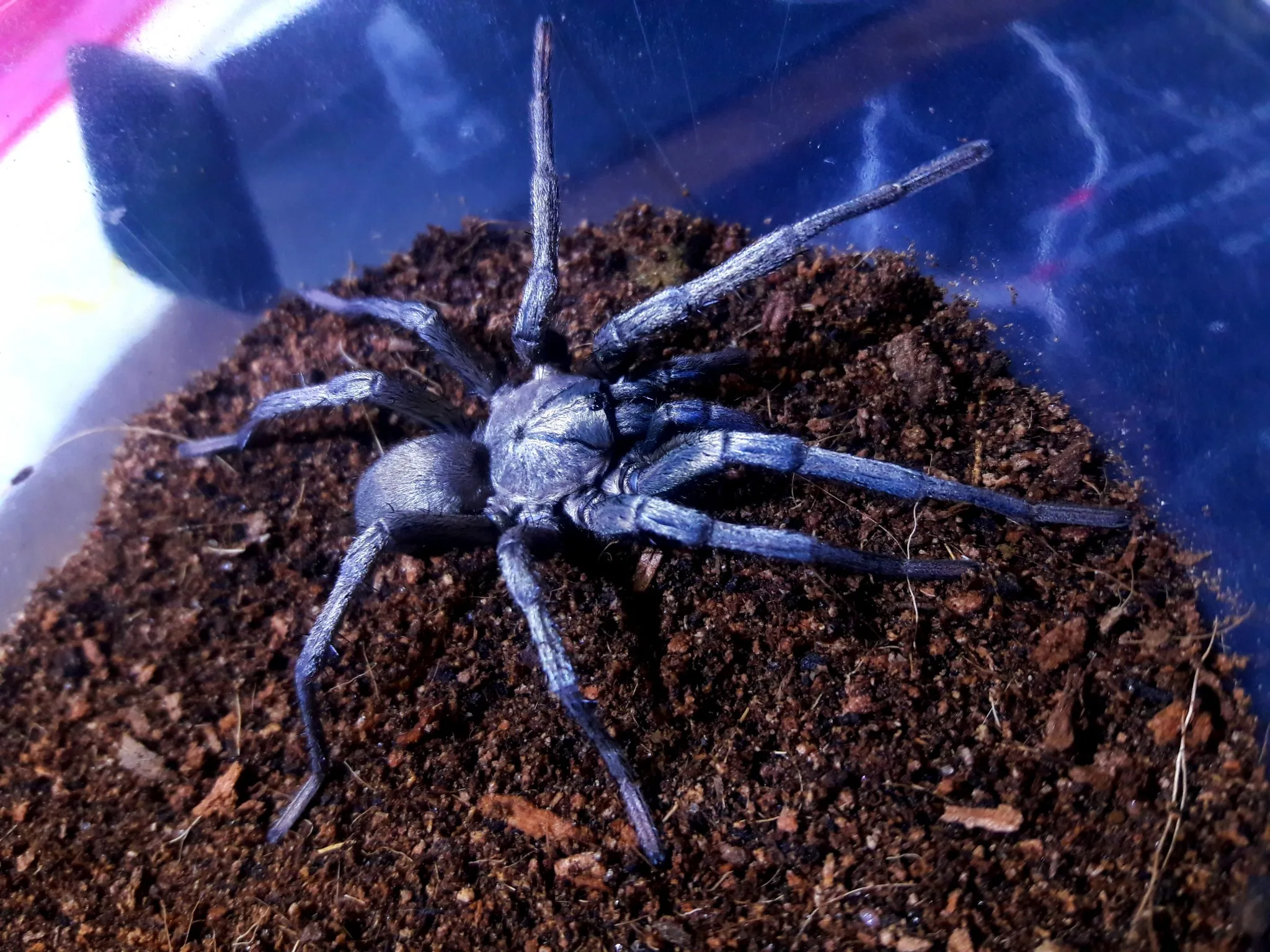 21253 calisoga longitarsus close up