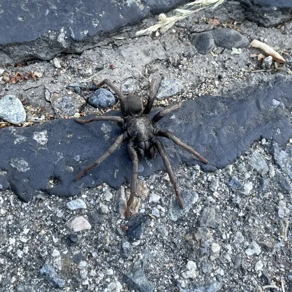 21253 calisoga longitarsus habitat