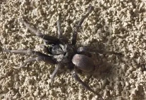 21253 calisoga longitarsus identification