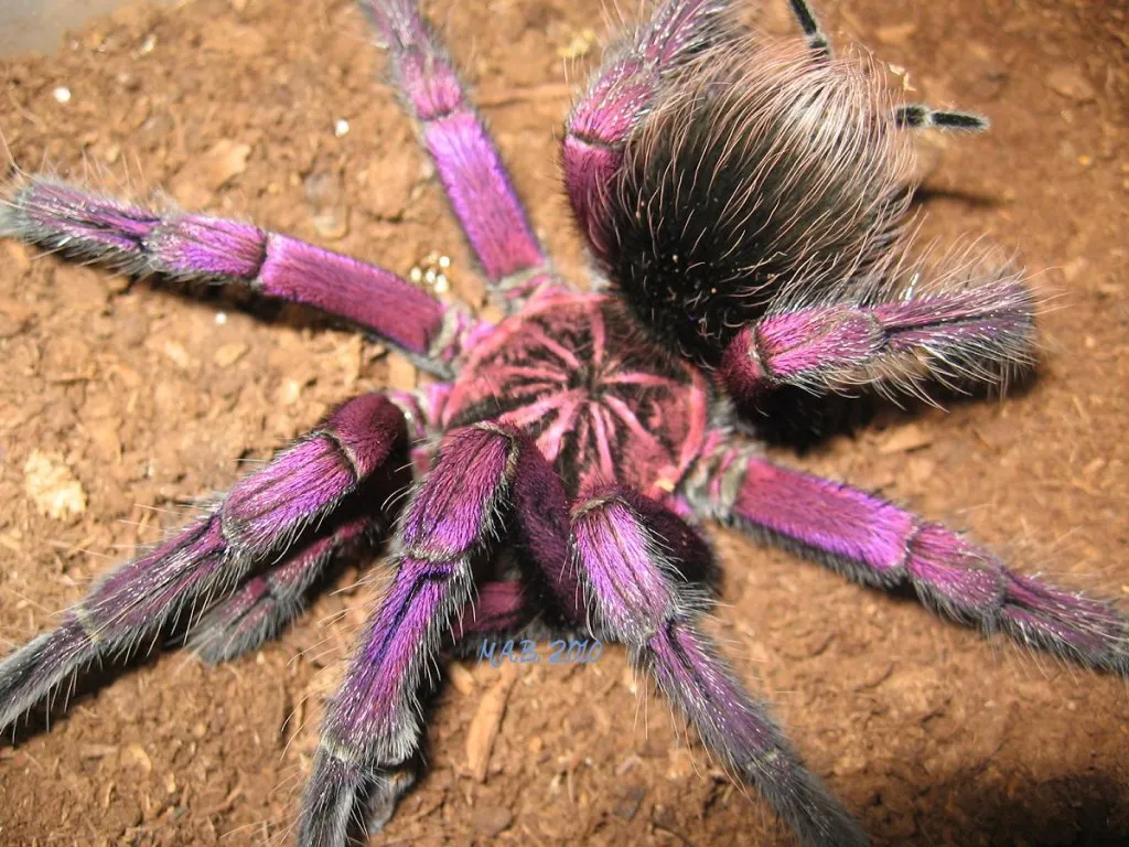 21254 tarantula rosada closeup
