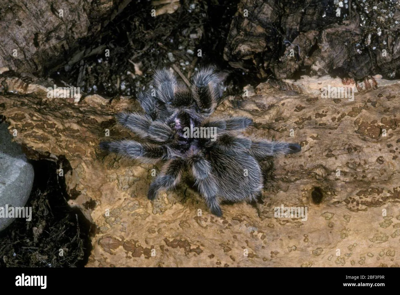 /img/21254-tarantula-rosada-colors.webp