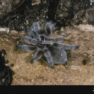 /img/21254-tarantula-rosada-colors.webp