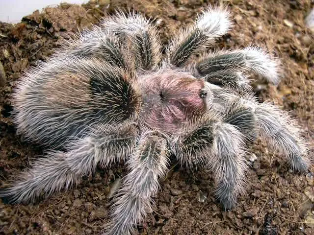 21254 tarantula rosada enclosure