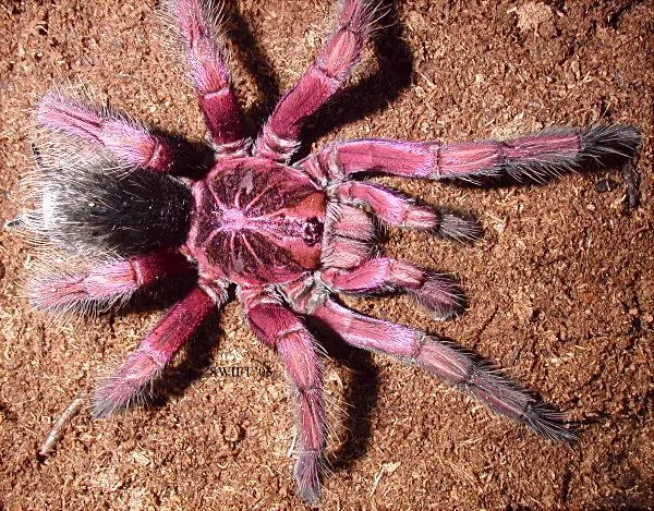 21254 tarantula rosada feeding