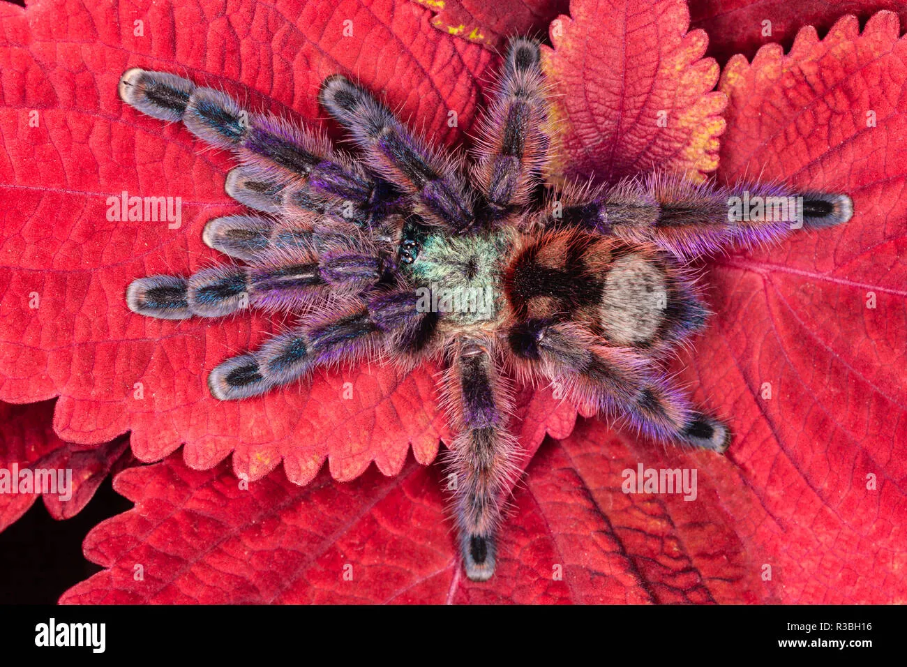 21254 tarantula rosada habitat
