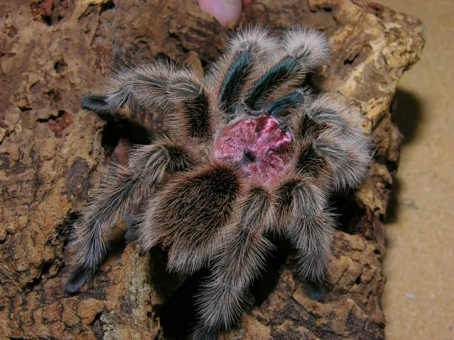 21254 tarantula rosada handling