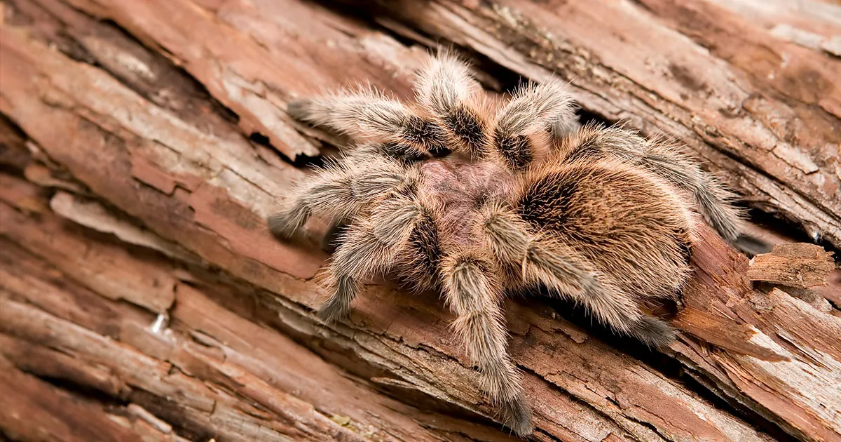 21254 tarantula rosada molting