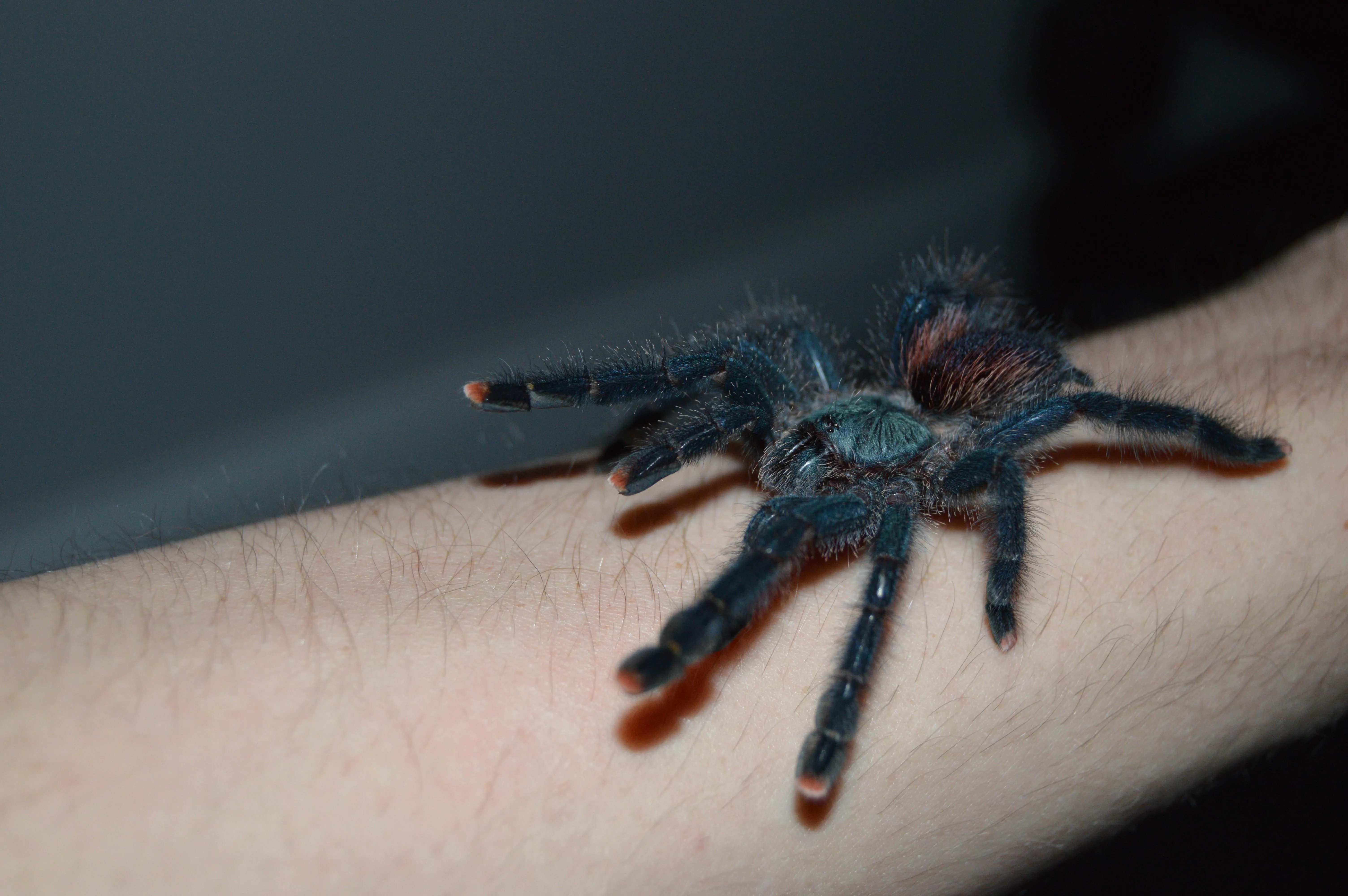21255 pink toe tarantula ceramic heater