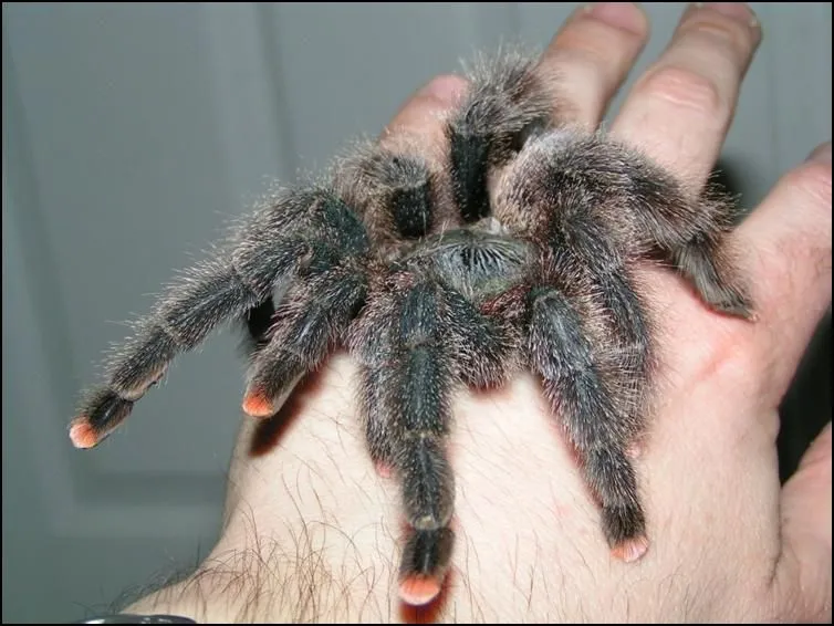 21255 pink toe tarantula thermometer