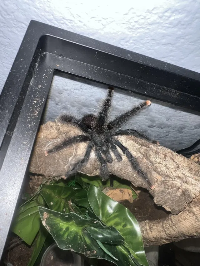 21257 molting tarantula