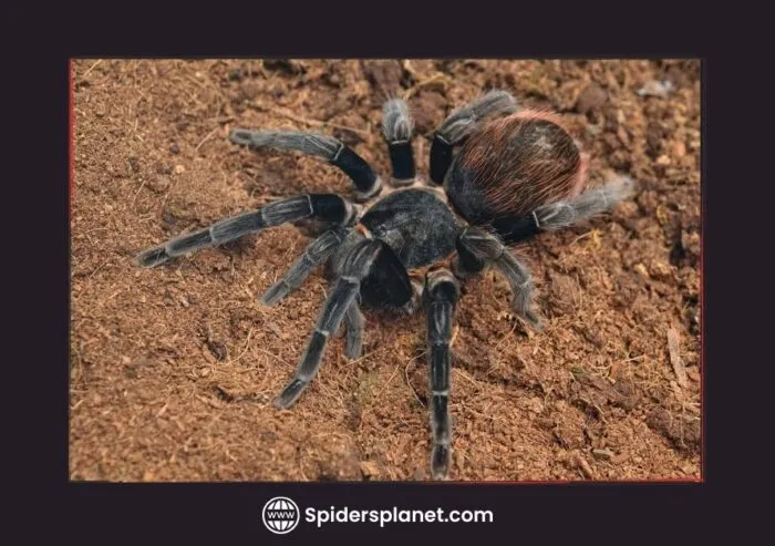 /img/21257-pink-toe-tarantula.webp