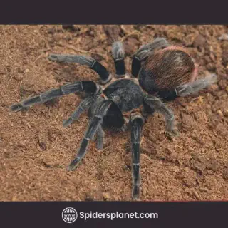 /img/21257-pink-toe-tarantula.webp