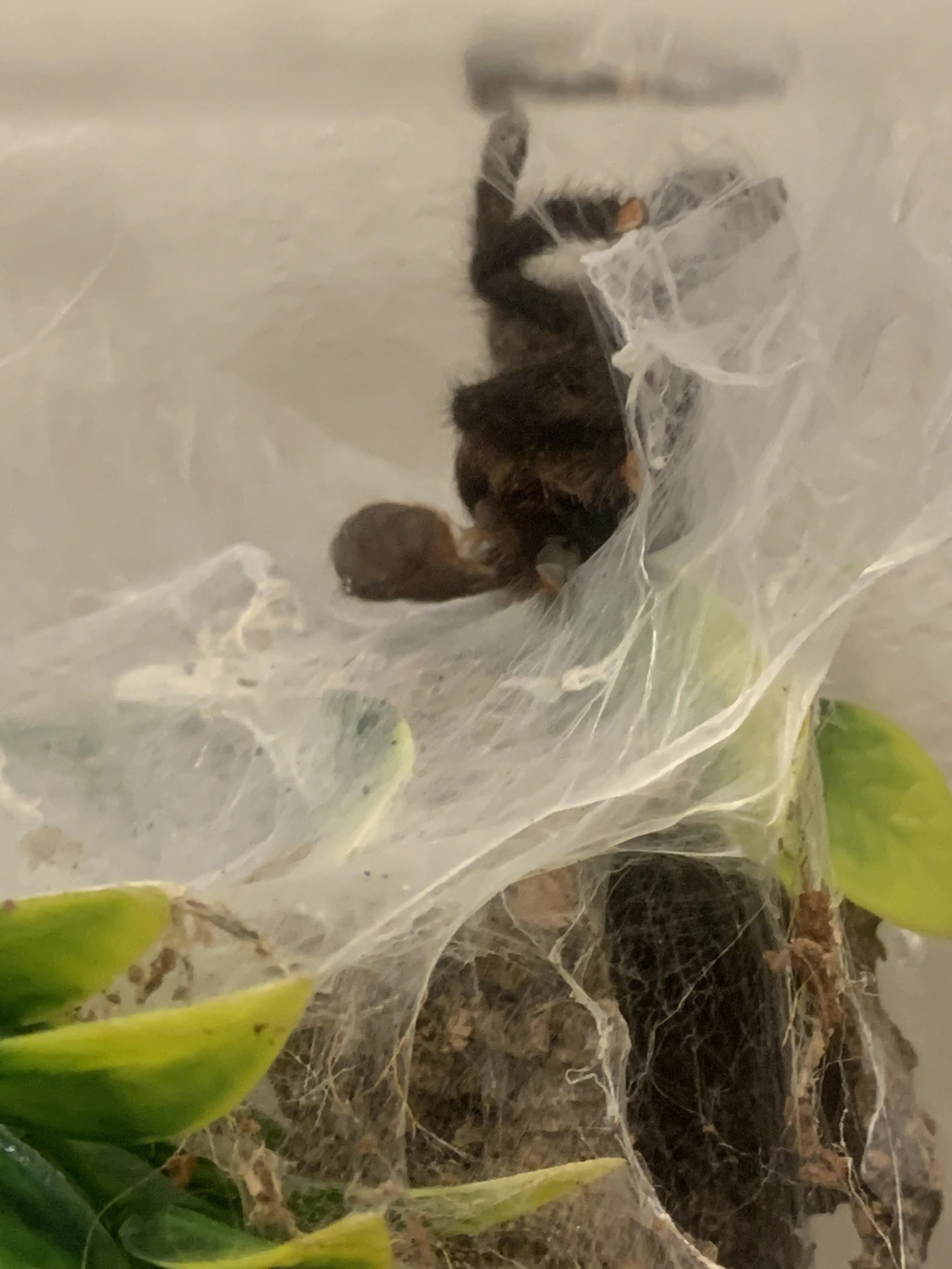 21257 tarantula health