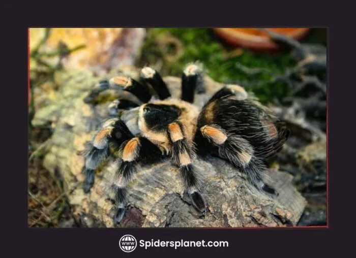 21257 tarantula prey