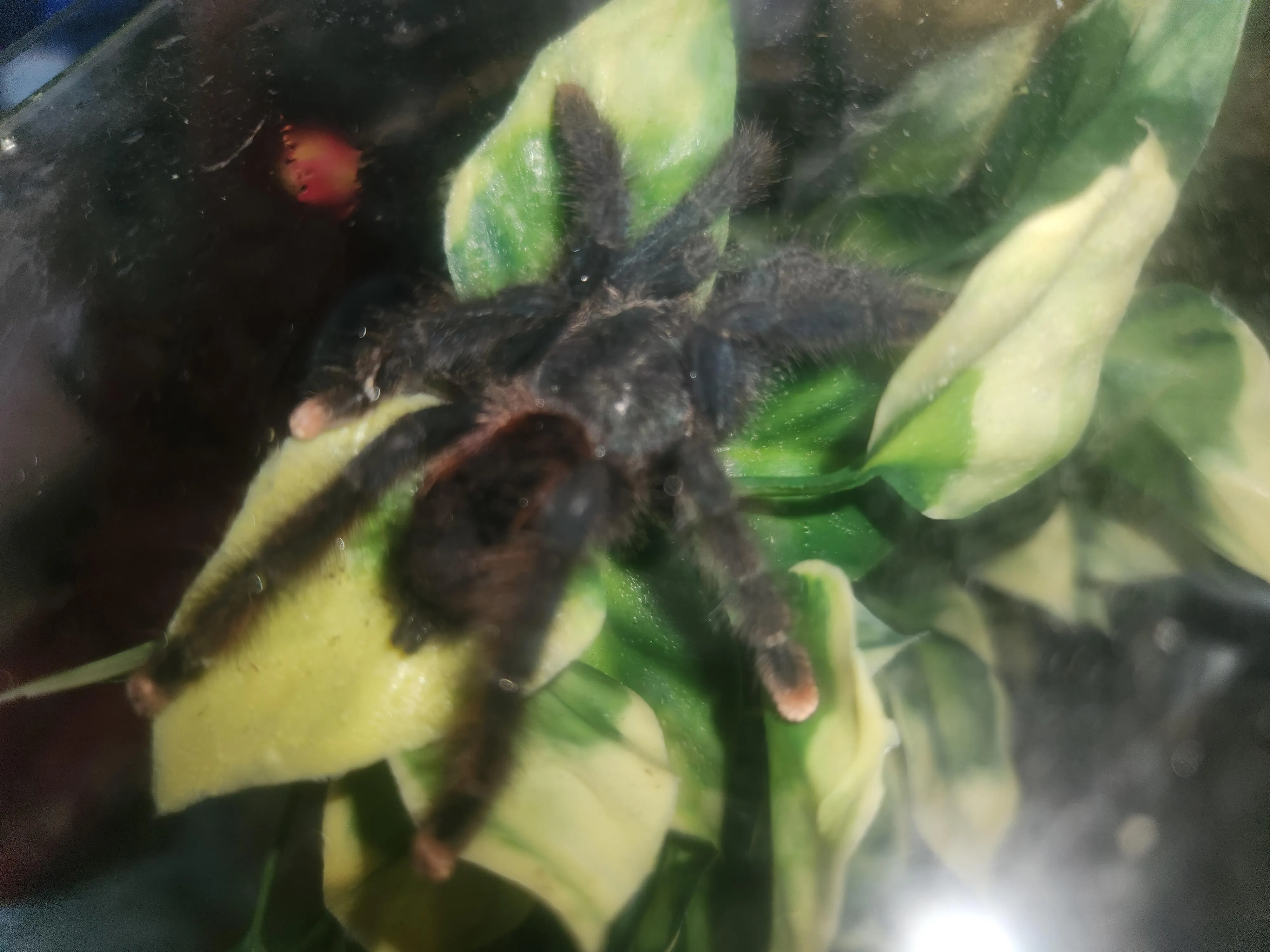 21257 tarantula stress