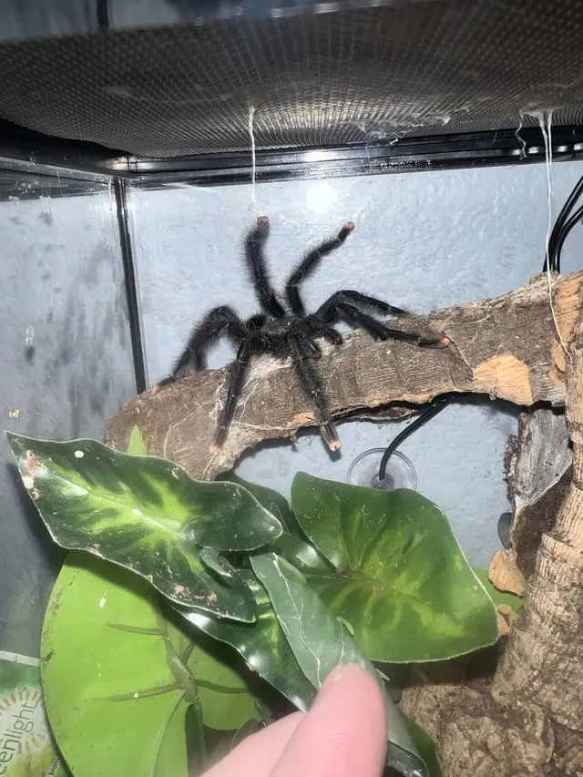 21257 tarantula temperature humidity