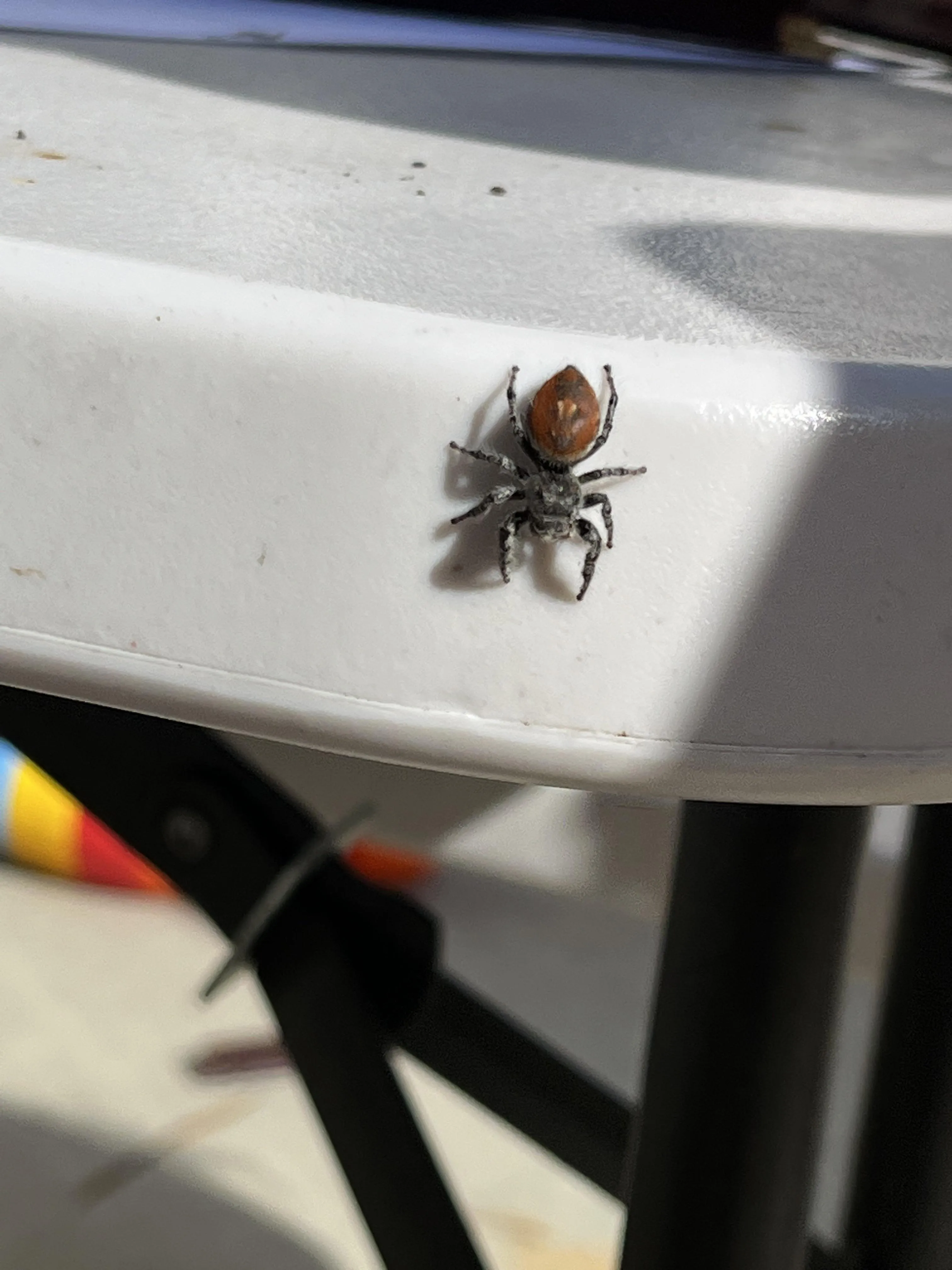 21259 baby tarantula cleaning
