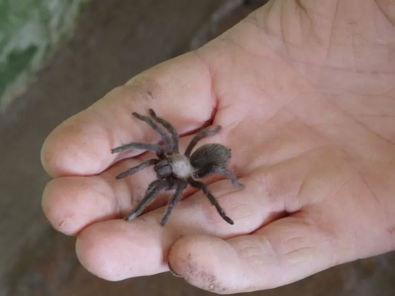 21259 baby tarantula enclosure