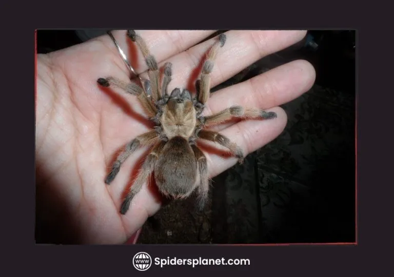21259 baby tarantula feeding