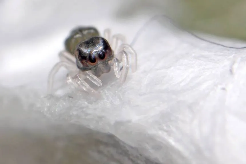 21259 baby tarantula handling
