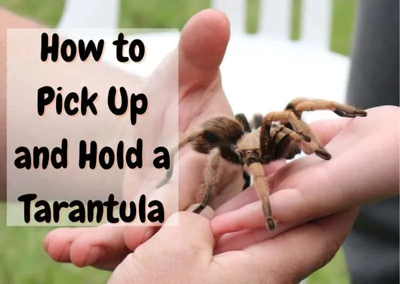21259 baby tarantula health