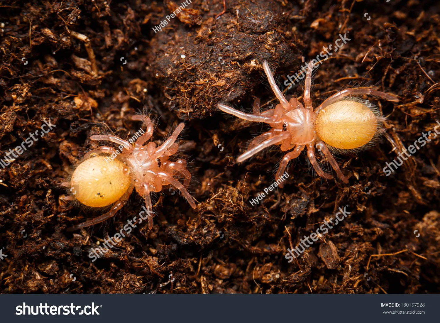 21259 baby tarantula overview