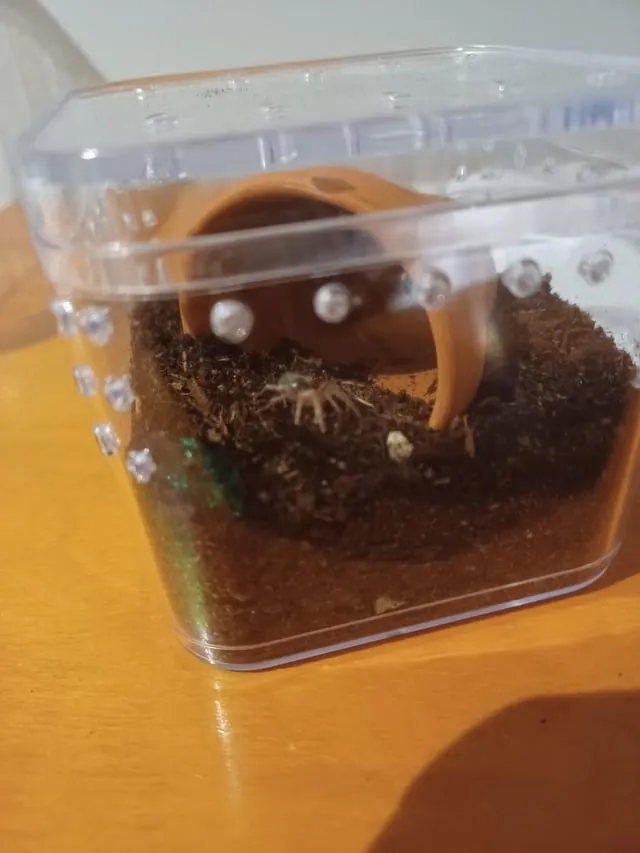 /img/21259-baby-tarantula-species.webp