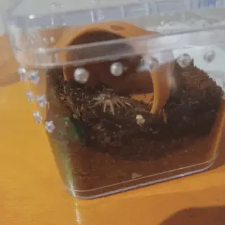 /img/21259-baby-tarantula-species.webp