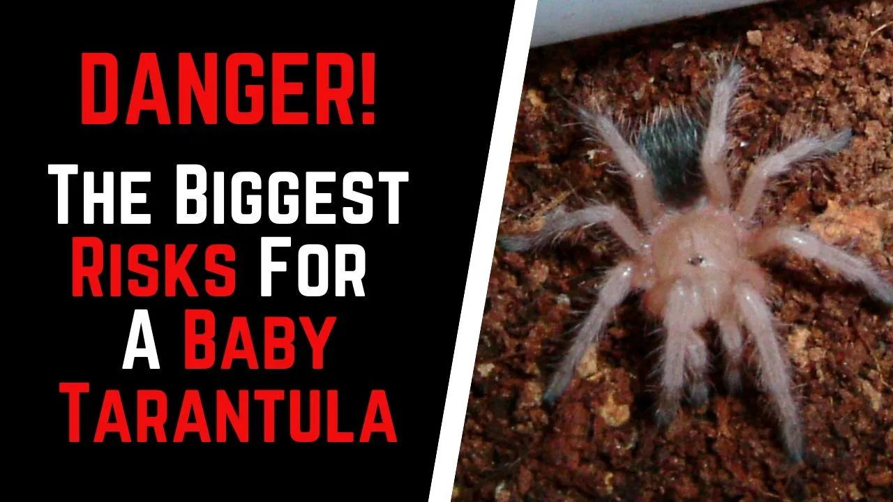 21259 baby tarantula substrate