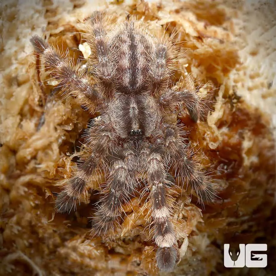 21260 rameshwaram tarantula defense