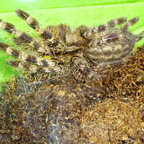 21260 rameshwaram tarantula size