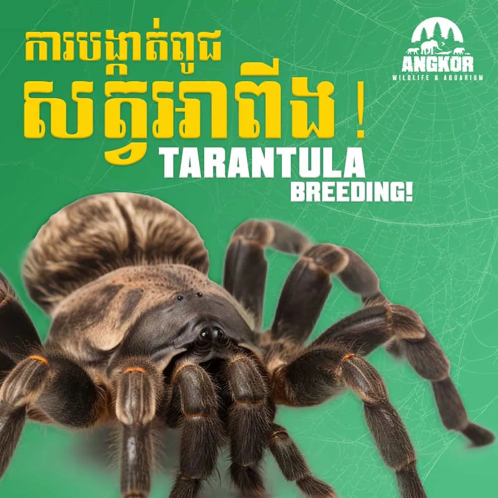 21263 tarantula breeding overview