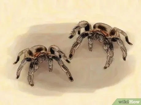 /img/21263-tarantula-eggs.webp