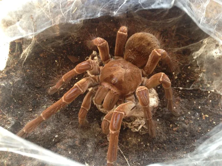 21263 tarantula enclosure
