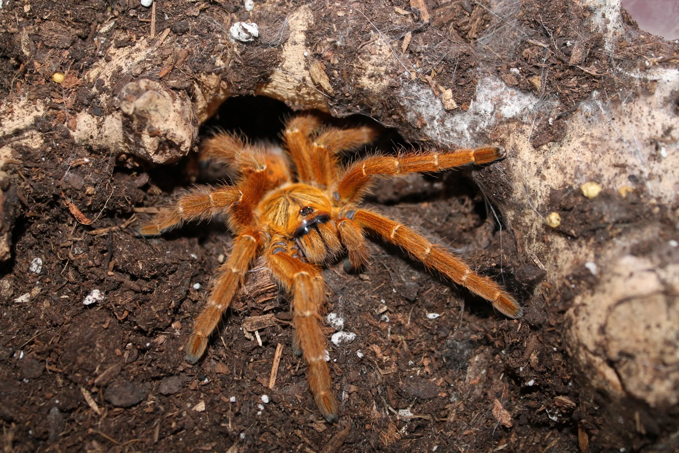 21263 tarantula feeding