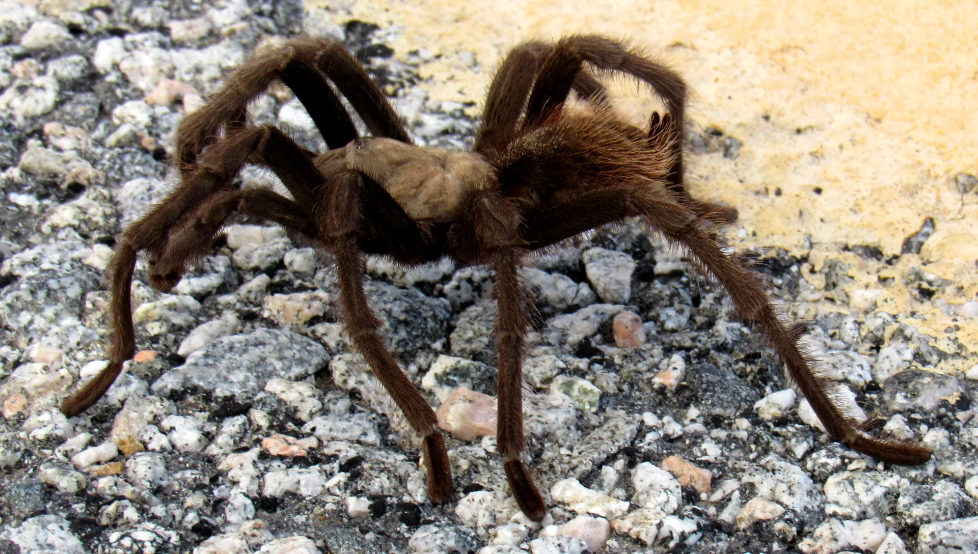 21263 tarantula marketing