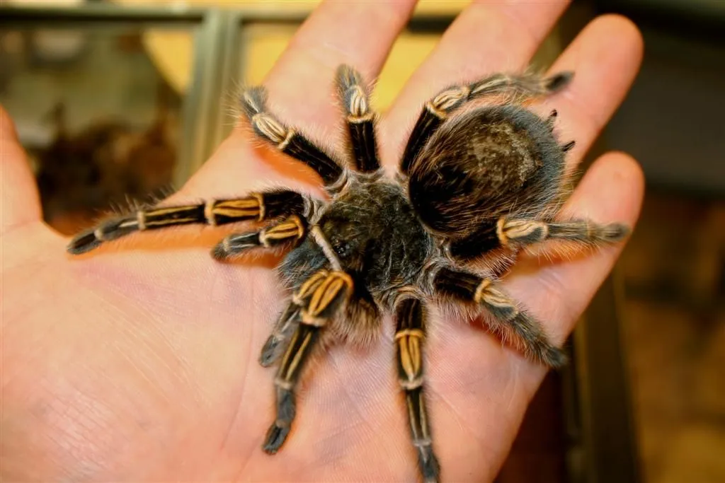 21263 tarantula species