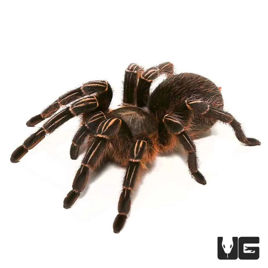 21264 hamstring stretch