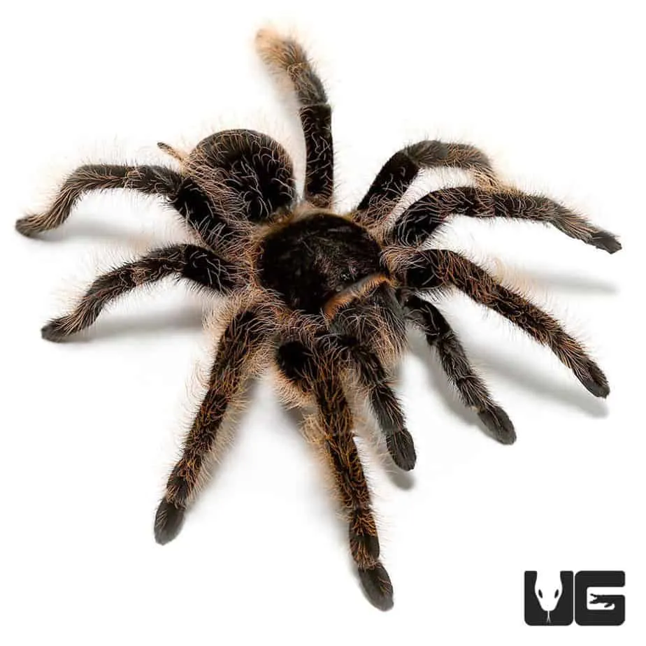 21265 curly hair tarantula feeding