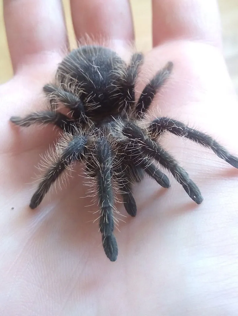 21265 curly hair tarantula handling