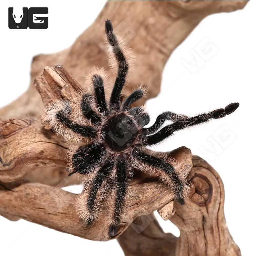 21265 curly hair tarantula molting