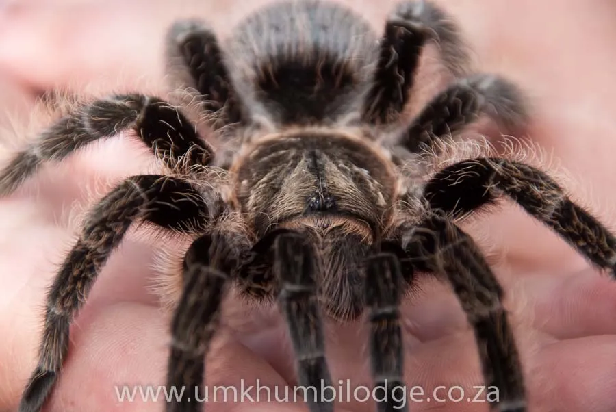 /img/21265-curly-hair-tarantula-water.webp