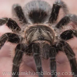 /img/21265-curly-hair-tarantula-water.webp