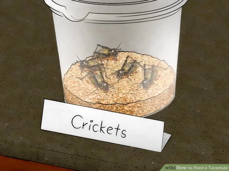 21266 mealworm insects