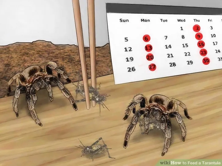21266 tarantula eating