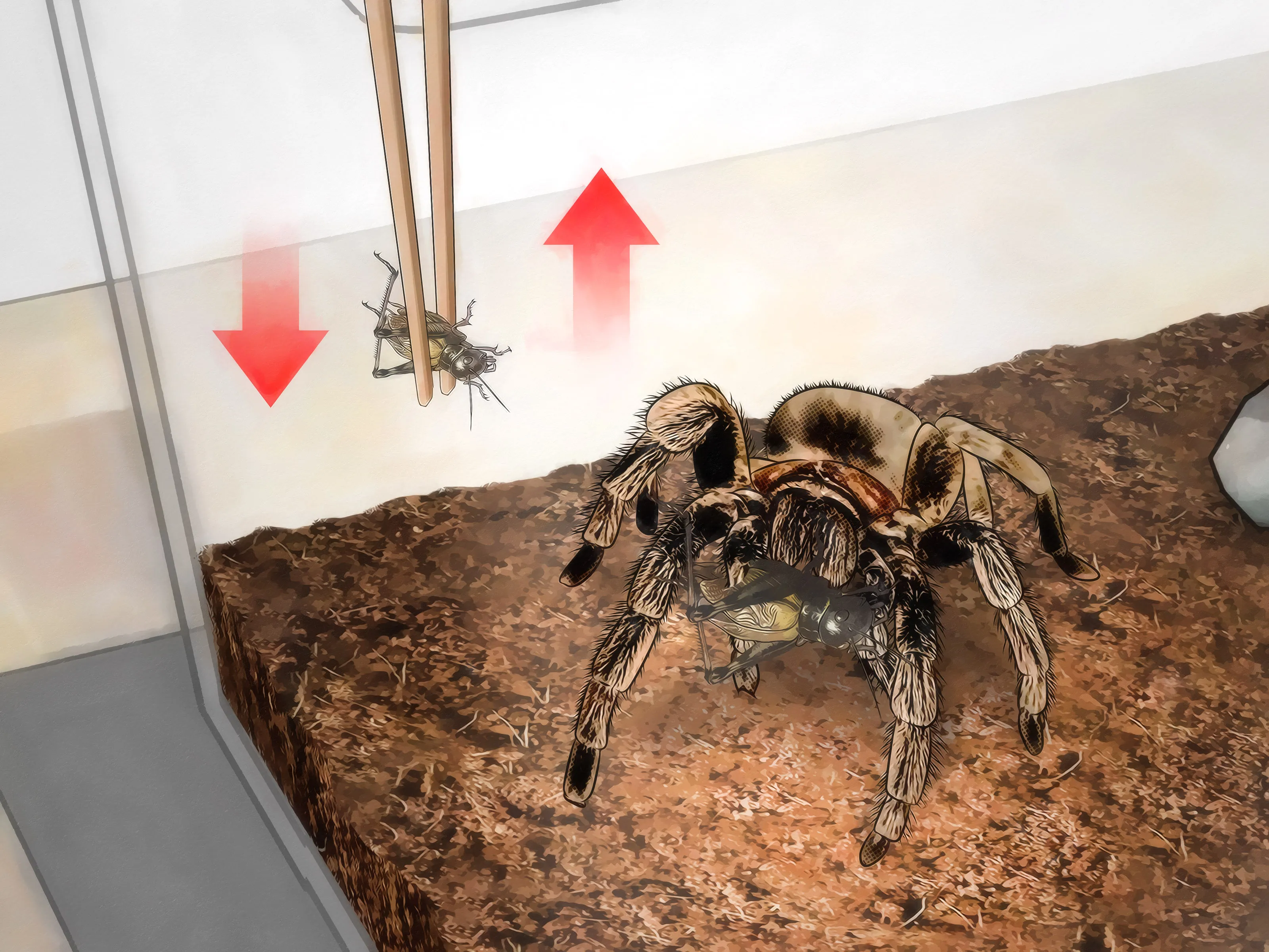 /img/21266-tarantula-molting.webp