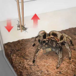 /img/21266-tarantula-molting.webp